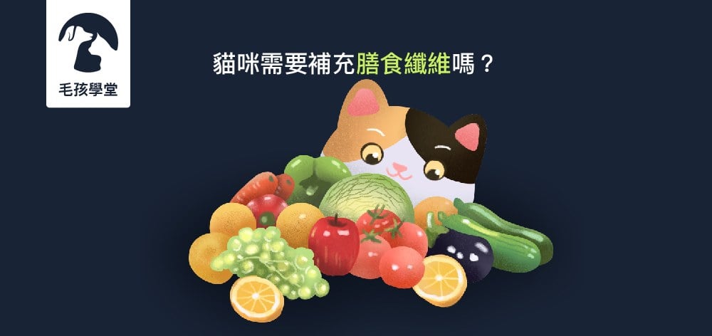 貓咪需要補充膳食纖維嗎？該怎麼補充呢？
